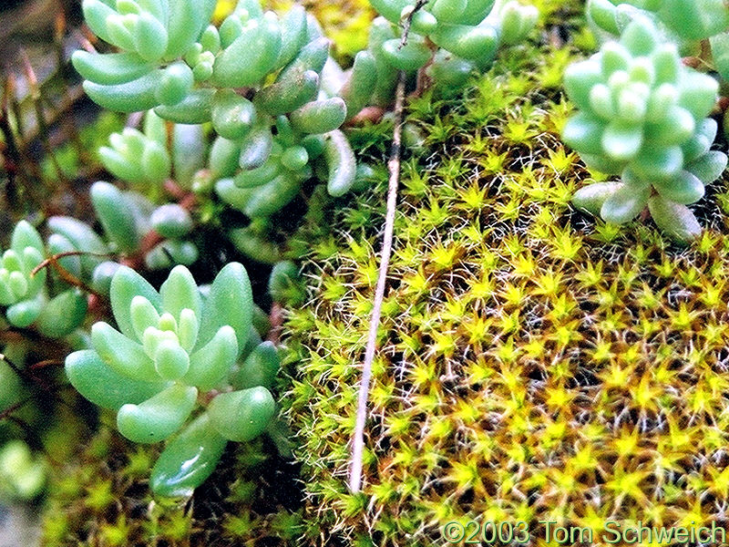 A bryophyte and a succulent growing together.