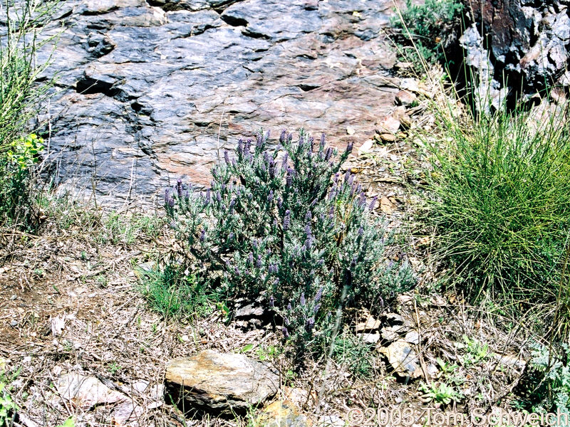 Lavender on Loma de las Palominicas