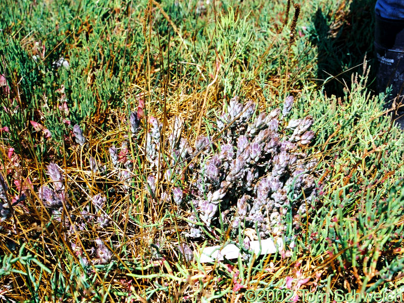 Orobanchaceae Cordylanthus mollis