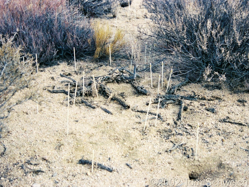 Seedlings in August 2002