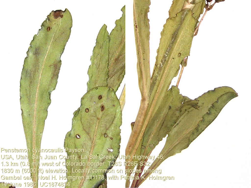 Cripsed Margin, Plantaginaceae Penstemon cyanocaulis