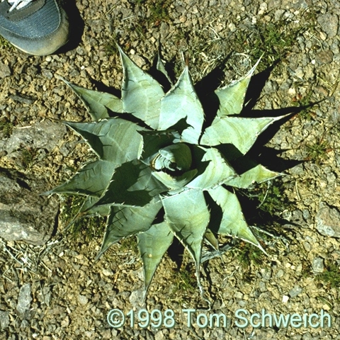 <I>Agave desertii</I> on the rim of Wild Horse Mesa.