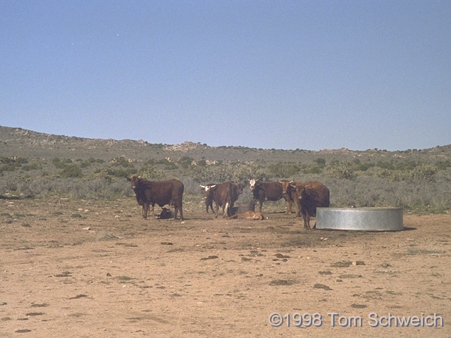 Cows along Black Canyon Road.