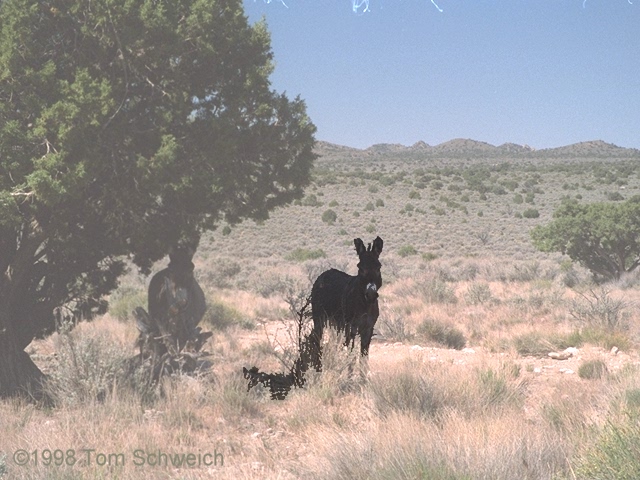 Two burros (<i>Equus assinus</i>) along Cedar Canyon Road