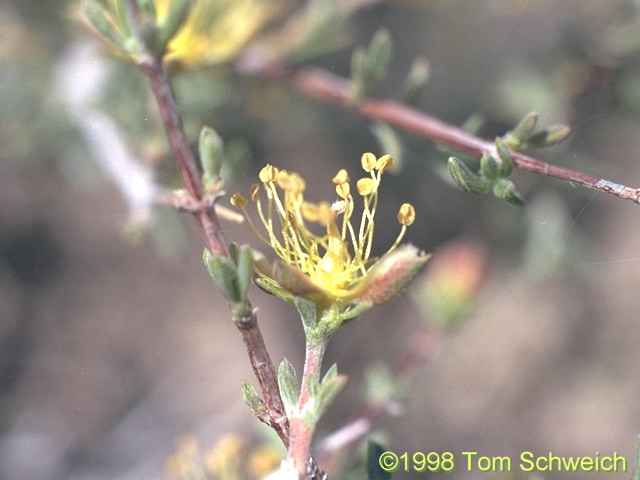 Blackbrush (<I>Coleogyne ramosissima</I>) flower in profile view.