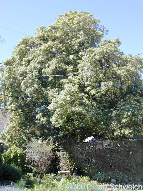 California Bay tree in my backyard.