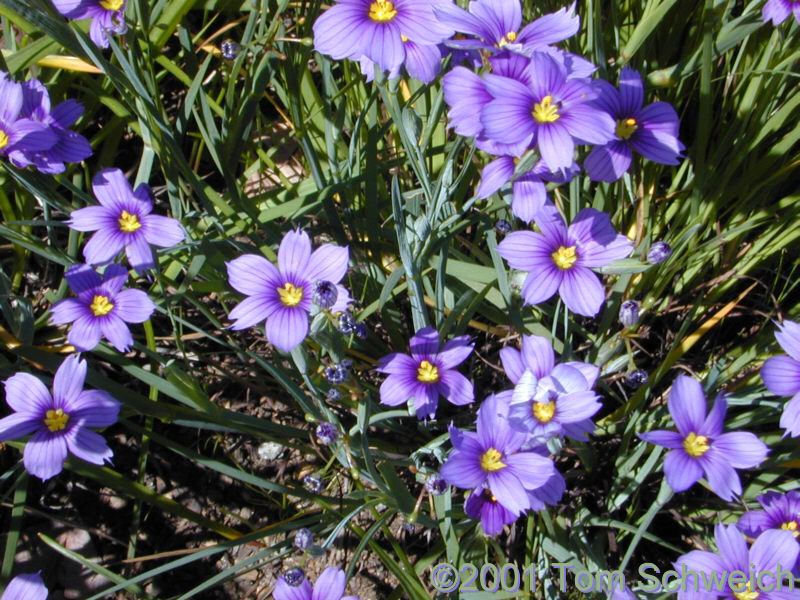 Blue-Eyed Grass in my garden.