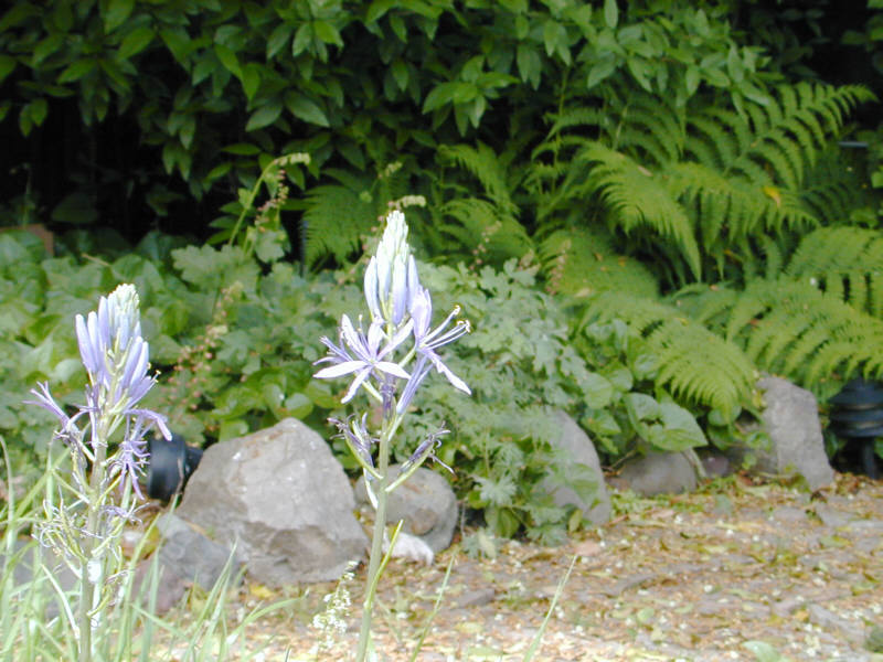 Camas lily in my backyard