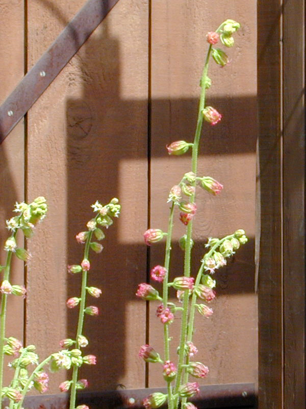 Saxifragaceae Tellima grandiflora