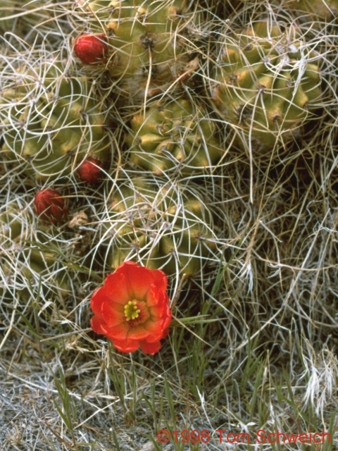 Mound Cactus (<i>Echinocereus triglochidiatus</i>).
