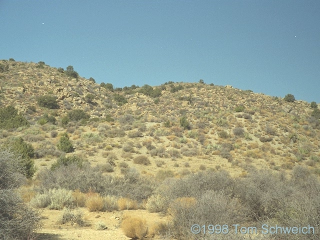 Vegetation along Wild Horse Canyon Road, in the head of Macedonia Canyon.