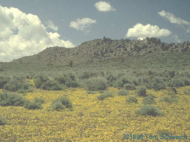 Basin Sagebrush, Artemisia tridentata, Nelson Range, Inyo Mountains, Califlornia