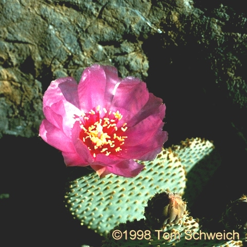 Opuntia basilaris, Old Dad Mountain, Mojave National Preserve