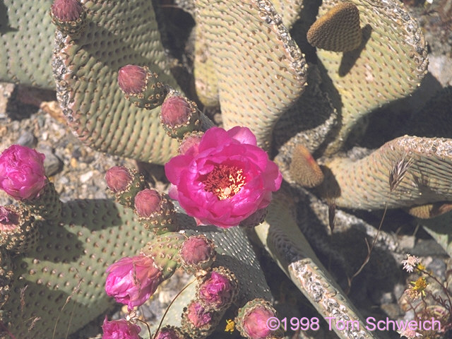 Beavertail cactus (<i>Opuntia basilaris</i>) near the northern boundary of Fort Irwin.