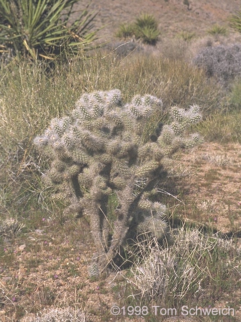 Silver cholla (<i>Opuntia echinocarpa</i>) in lower Wild Horse Canyon.