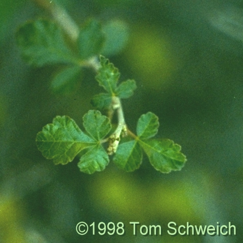 Rhus trilobata