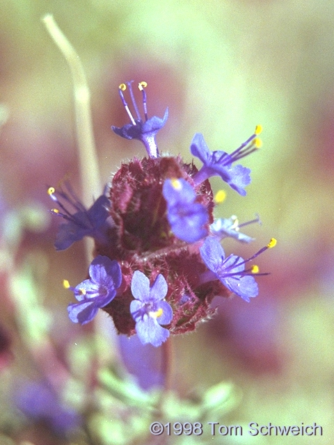 Salvia dorrii, Lee Pump, Inyo County, California