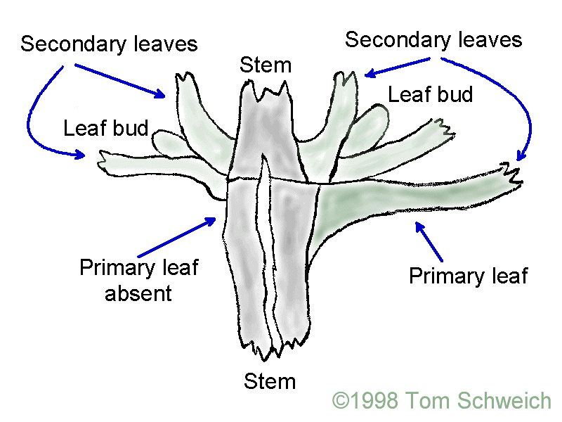 Node anatomy of <I>S. dorrii</I>.