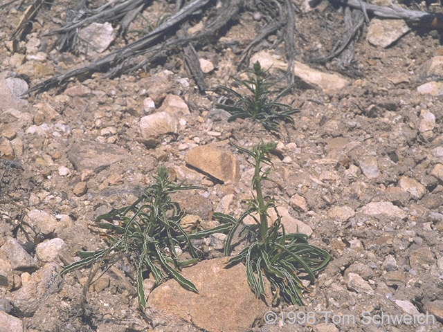 <i>Frasera albomarginata</i> with flower stem.