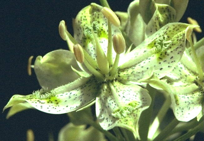 <I>Frasera albomarginata</I> flower.