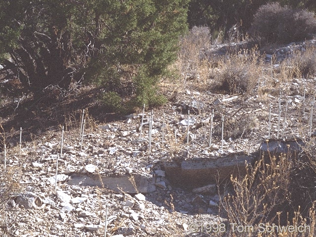 Frasera albomarginata, California, San Bernardino County, Mojave National Preserve, Wild Horse Mesa