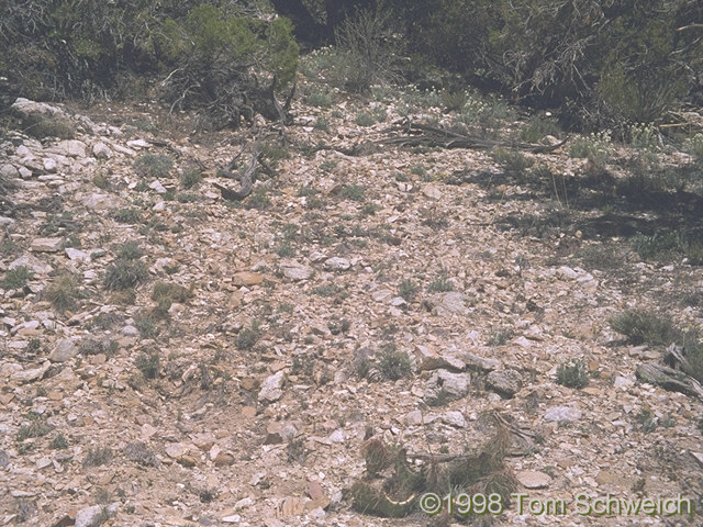 <I>Frasera albomarginata</I> habitat in Caruthers Canyon.