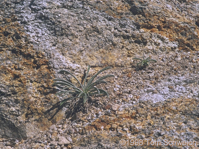 <I>Frasera albomarginata</I> growing in granite.