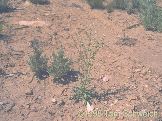 <I>Frasera albomarginata</i> in alluvial soil near Apex Mine, Utah.