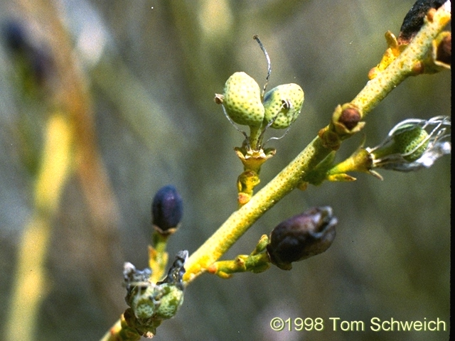 Close up of <I>Thamnosma montana</I>.