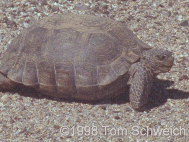 Desert Tortoise (<I>Gopherus agassizi</I>) along Essex Road.