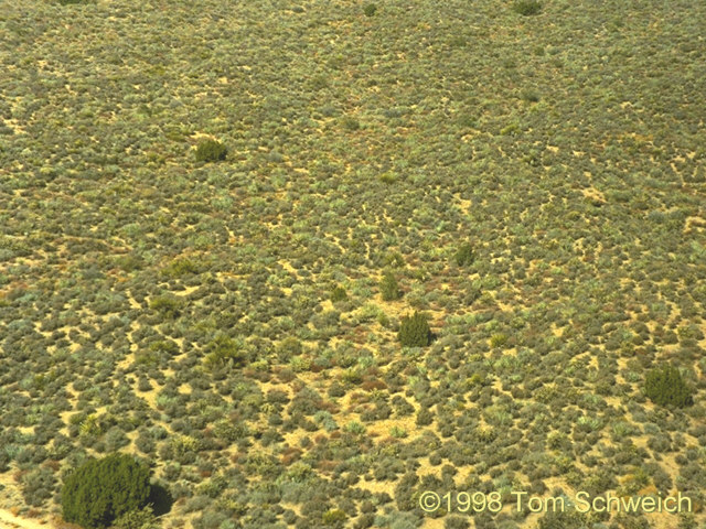 Photograph of the base vegetation in the vicinity of Lobo Point.