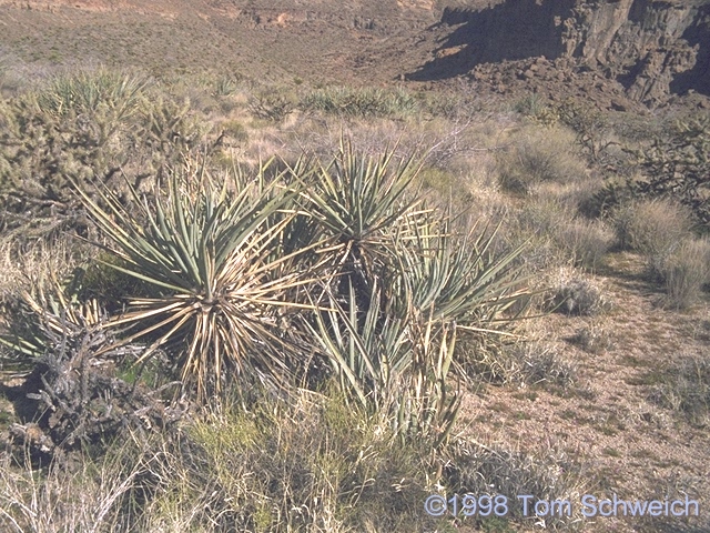Blue Yucca (<i>Yucca baccata</i>) in lower Wild Horse Canyon.